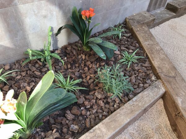 Plantes per fer un jardí al pati