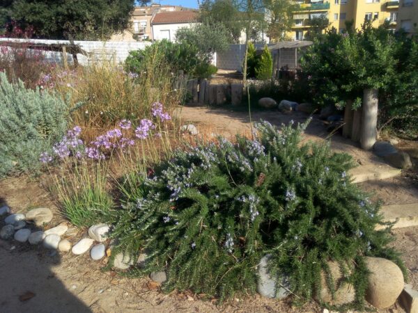 Plantes per fer un jardí al pati