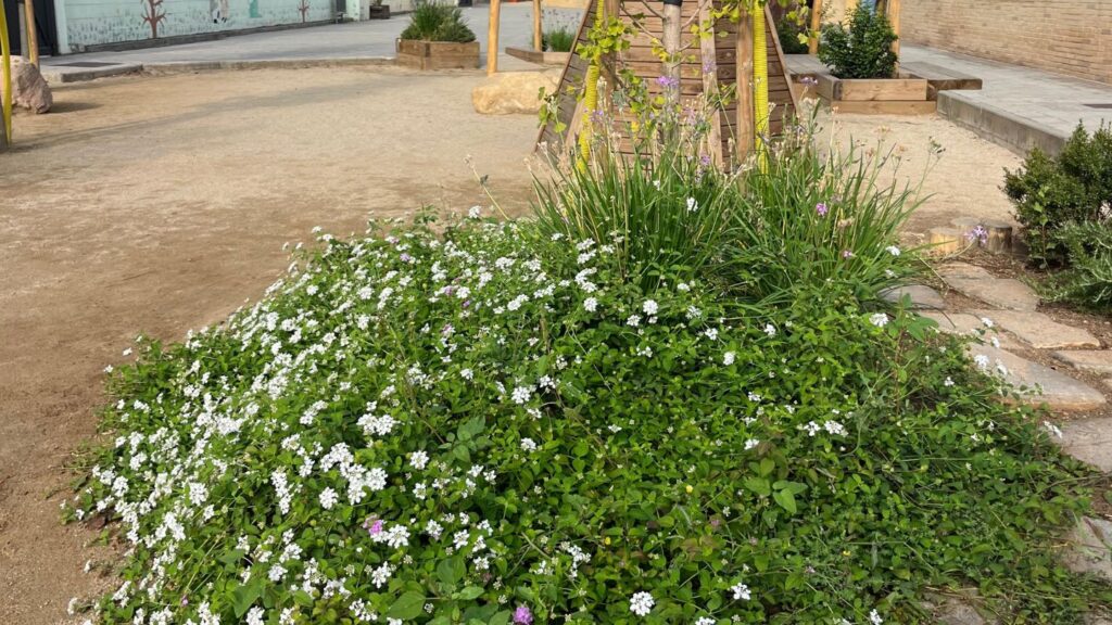 com cuidar la vegetació del pati - Milanta Patis Vius
