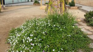 com cuidar la vegetació del pati - Milanta Patis Vius